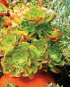 Move exotic plants outdoors10