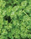 A year of fresh herbs BBC Gardeners World