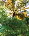 The return of FERN FEVER The return of FERN FEVER