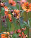 GEUM