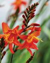 CROCOSMIA