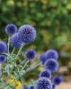 ECHINOPS