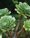 AEONIUM