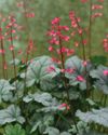 HEUCHERA AND TIARELLA