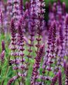 HARDY SALVIAS HARDY SALVIAS