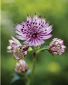 Bombproof plants Bombproof plants