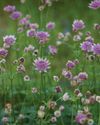 ASTRANTIA Gardens Illustrated