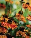HELENIUM2
