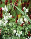 An unusually robust form of this salvia species; it rises to Im in height, and becomes a natural focus of attention when in flower1