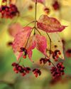 Gardens Illustrated
