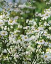 Gardens Illustrated