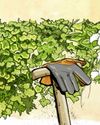 Gardens Illustrated