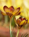 Gardens Illustrated