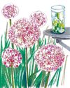 Gardens Illustrated