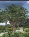 Gardens Illustrated