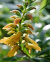 PERENNIAL FOXGLOVES4