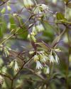 May plants1