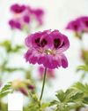 Gardens Illustrated