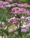 Gardens Illustrated