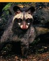 THE ASIAN PALM CIVET