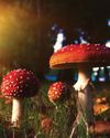 Are fungi conscious? Are fungi conscious?