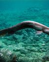THE FRILLED SHARK THE FRILLED SHARK