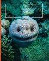 CORAL-FRIENDLY SUNSCREEN13