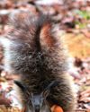 THE TUFTED GROUND SQUIRREL24