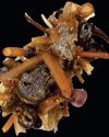 THIS YEAR'S WEIRDEST SCIENCE STORIES THIS YEAR'S WEIRDEST SCIENCE STORIES12