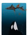Orcas have devised a disturbing way to kill great white sharks Orcas have devised a disturbing way to kill great white sharks6