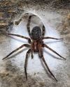 World's biggest cobweb is home to 100,000 spiders8