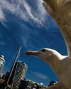 HOW MANY BIRDS FLY INTO BUILDINGS? HOW MANY BIRDS FLY INTO BUILDINGS?23