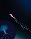 THE BIGFIN SQUID THE BIGFIN SQUID25
