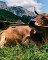 Meet Veronika – the cow who's learnt how to use tools Meet Veronika – the cow who's learnt how to use tools11