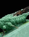 BBC Science Focus