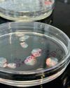 BBC Science Focus