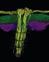 Scientists have mapped all the nerves of the clitoris for the first time Scientists have mapped all the nerves of the clitoris for the first time10
