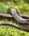 Slow worm wonder