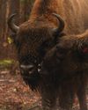 BISON AND PIGS ARE NATURAL AGENTS OF REWILDING