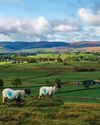 BIG CAT DNA FOUND IN CUMBRIA