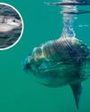 Strange sunfish