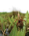 RARE RAFT SPIDER MAKES A COMEBACK