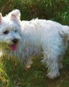 Famous terrier breeds