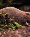 WILD BEAVERS LEGALLY RELEASED IN ENGLISH RIVERS BBC Countryfile Magazine