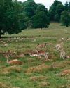 Eat more wild venison and do the countryside a favour BBC Countryfile Magazine