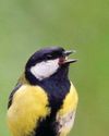 BIRD SONG HAS LOCAL 'DIALECTS', STUDY SHOWS BBC Countryfile Magazine