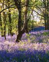 A NEW NATIONAL FOREST TAKES ROOT A NEW NATIONAL FOREST TAKES ROOT