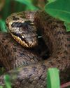 NEW FOREST RESTORATION PROJECT TO BENEFIT UK'S RAREST REPTILES NEW FOREST RESTORATION PROJECT TO BENEFIT UK'S RAREST REPTILES