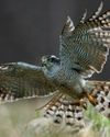GOSHAWKS SPREAD THEIR WINGS GOSHAWKS SPREAD THEIR WINGS