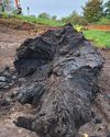TREE ‘OLDER THAN STONEHENGE’ FOUND3